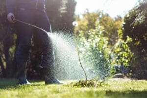 Man spraying weed with weed killer