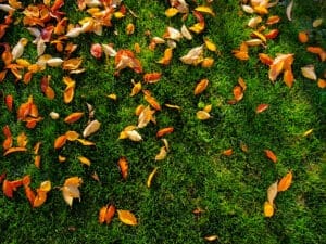 Autumn leaves on green grass-450662299
