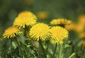 Close up of dandelions in grass.